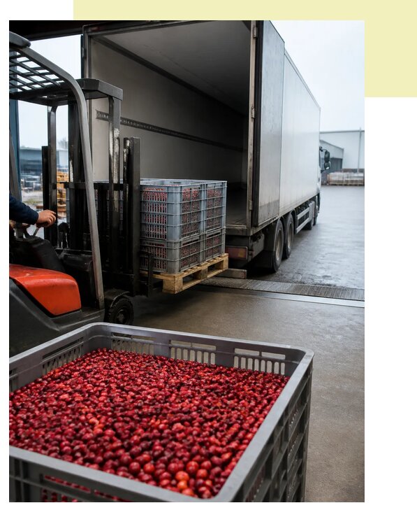 Перевозка клюквы рефрижератором в Шелехов по цене от 5358 р. | Агросервис-Шлх